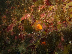 Thylacodes arenarius