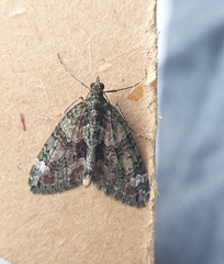 Chloroclysta siterata