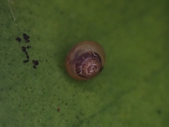 Coneuplecta calculosa