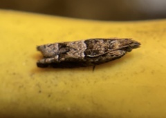 Crocidosema plebejana