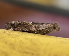 Crocidosema plebejana