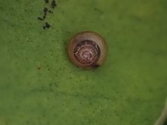 Coneuplecta calculosa