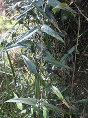 Parsonsia brownii