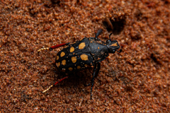 Mecynorhina passerinii