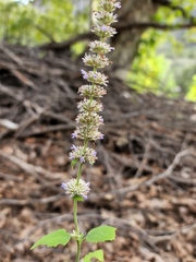 Agastache wrightii