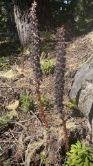 Allotropa virgata