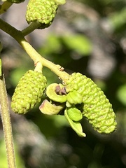 Alnus rhombifolia
