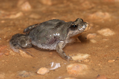 Crinia parinsignifera