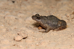 Crinia parinsignifera