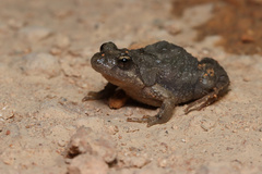 Crinia parinsignifera