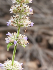 Agastache wrightii