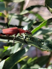 Chauliognathus lecontei
