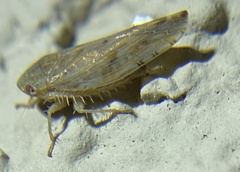 Acinopterus