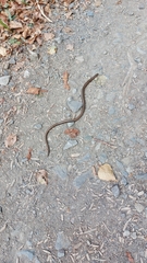 Anguis fragilis
