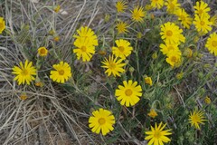 Osteospermum microcarpum