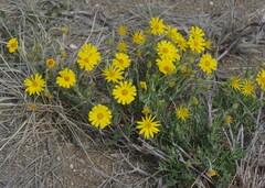 Osteospermum microcarpum