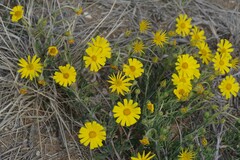 Osteospermum microcarpum