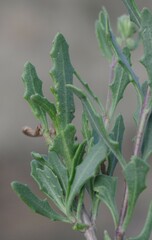 Osteospermum microcarpum