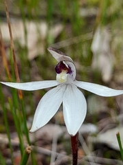 Caladenia saccharata