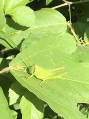 Patanga japonica
