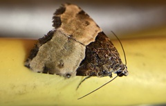 Cobubatha dividua