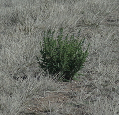 Gomphocarpus fruticosus