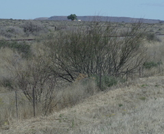 Prosopis glandulosa