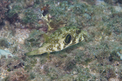 Arothron hispidus