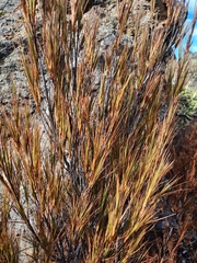 Dracophyllum longifolium