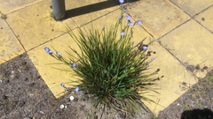 Orthrosanthus multiflorus