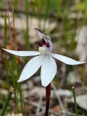 Caladenia saccharata