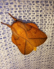 Syssphinx bisecta