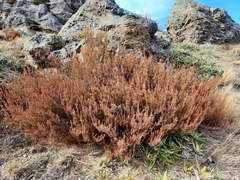 Dracophyllum longifolium
