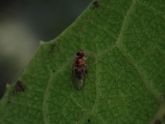 Acalyptratae