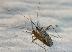 Phytocoris