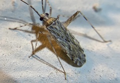 Phytocoris