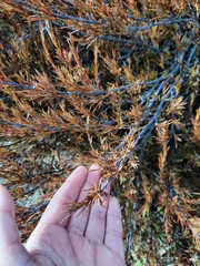 Dracophyllum longifolium