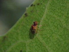Acalyptratae