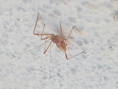 Harpactorini
