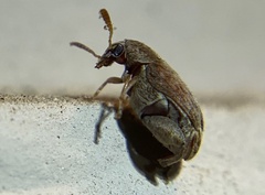 Bruchinae