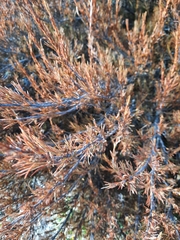 Dracophyllum longifolium