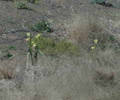 Moraea pallida