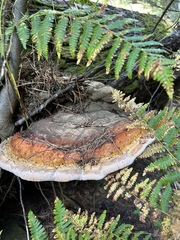 Fomitopsis schrenkii