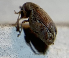 Bruchinae