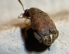 Bruchinae