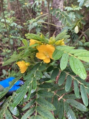 Senna multiglandulosa