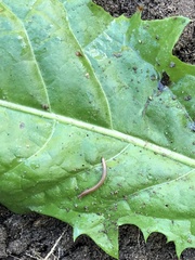 Blaniulus guttulatus