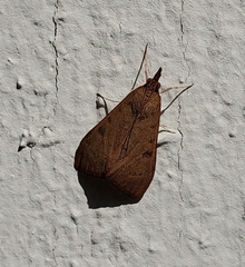 Uresiphita reversalis