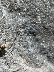 Opiliones