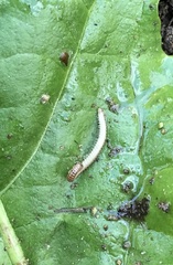 Blaniulus guttulatus